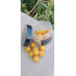 Carpco wafter banana scopex 15mm
