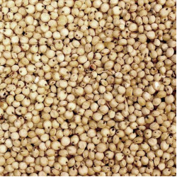 Vita Carp Sorghum White 1kg